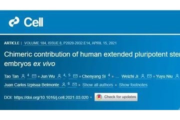 Cell重磅中美科学家人猴杂交胚胎最新突破存活将近20天